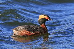 Horned Grebe